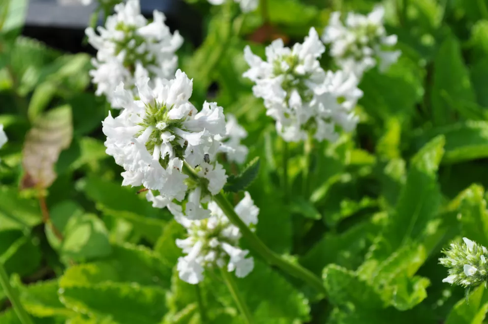 Stachys grandiflora 'Alba'