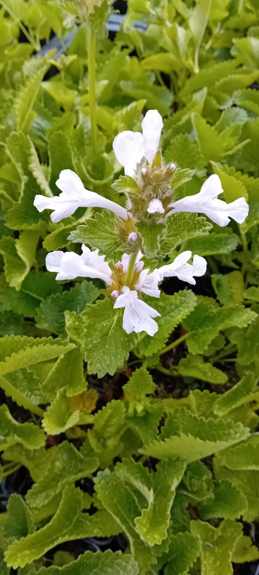 Stachys macrantha 'Morning blush'