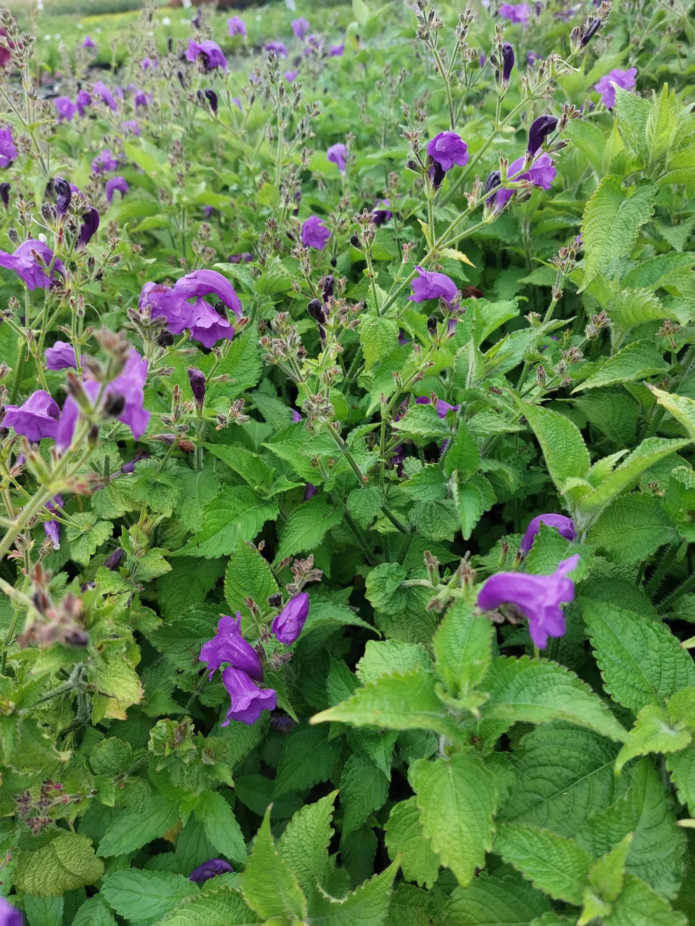 Strobilanthes atropurpureus