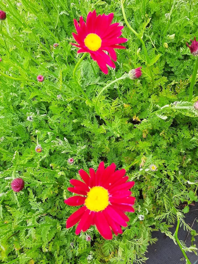 Tanacetum coccineum 'Robinson's Red'