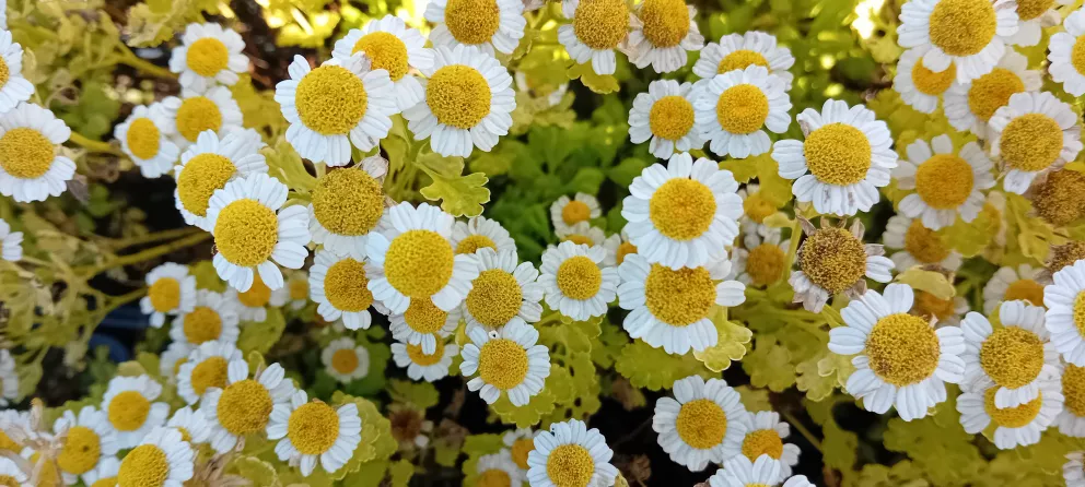 Tanacetum parthenium