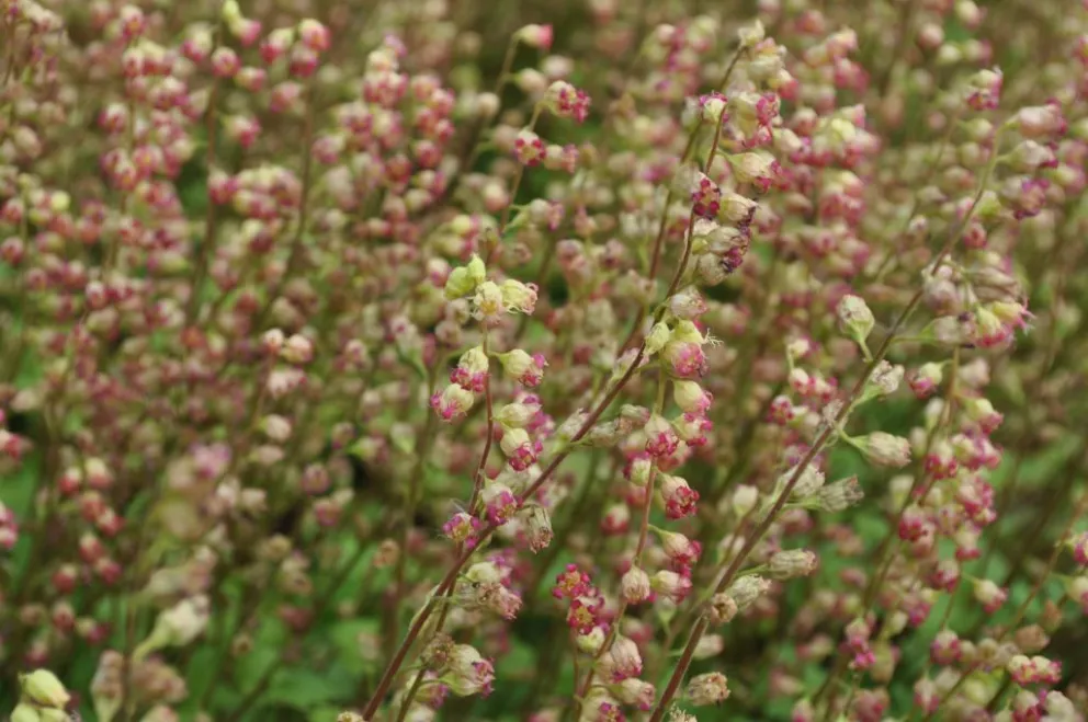 Tellima grandiflora 'Rubra'