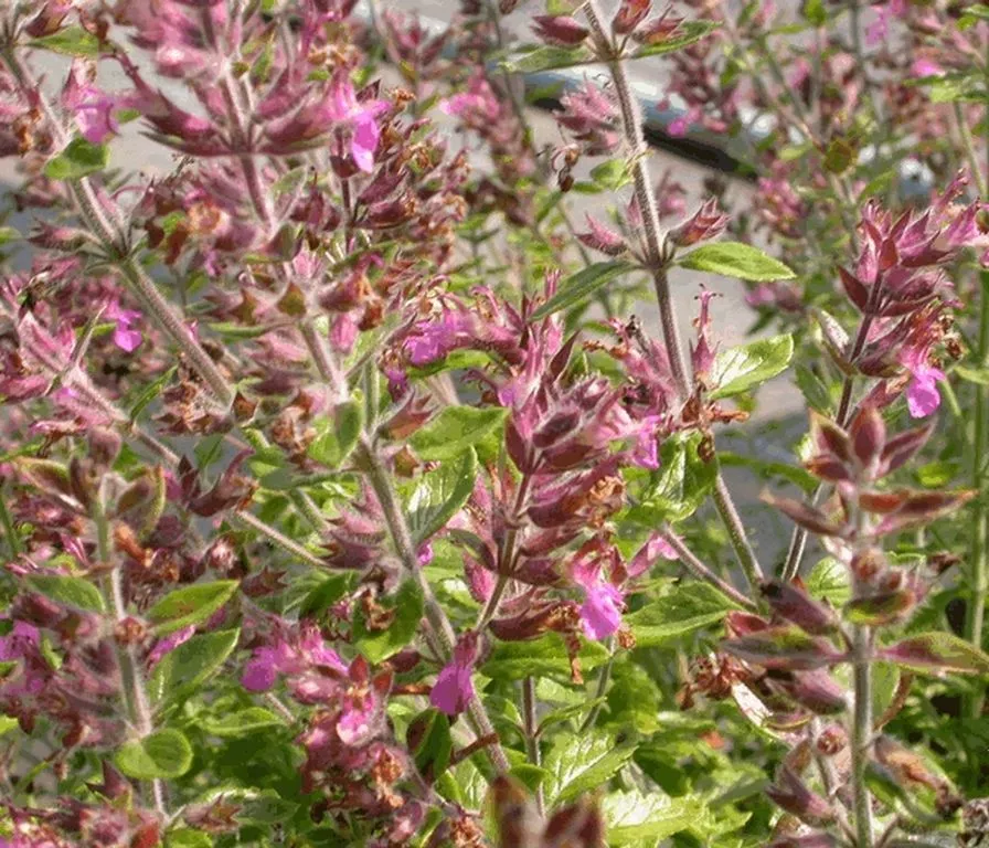 Teucrium chamaedrys