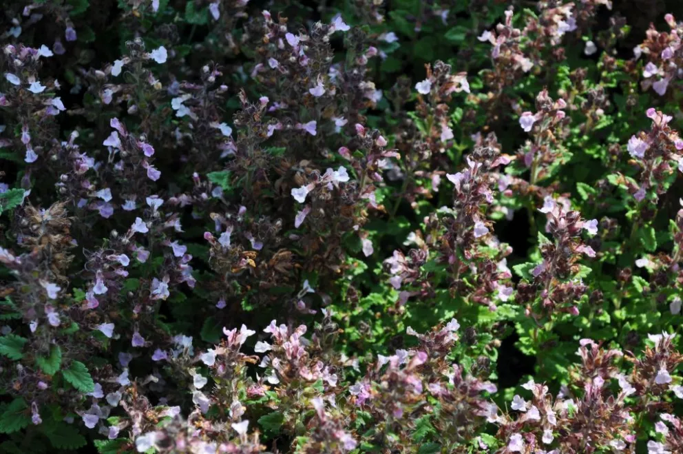 Teucrium chamaedrys 'Nanum'