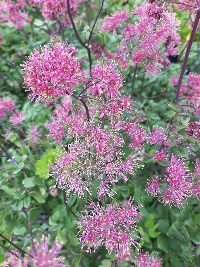 Thalictrum hybride 'Little Pinkie' Thalictrum hybride 'Little Pinkie'