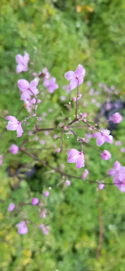 Thalictrum hybride 'Splendide' ®