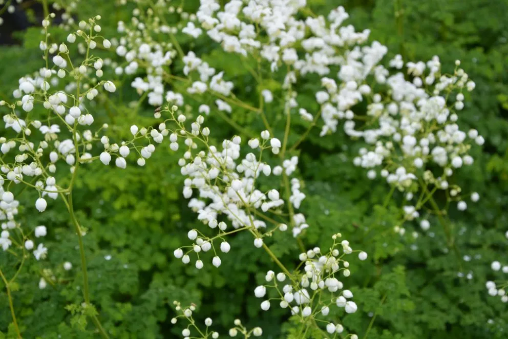 Thalictrum hybride 'Splendide White' ®