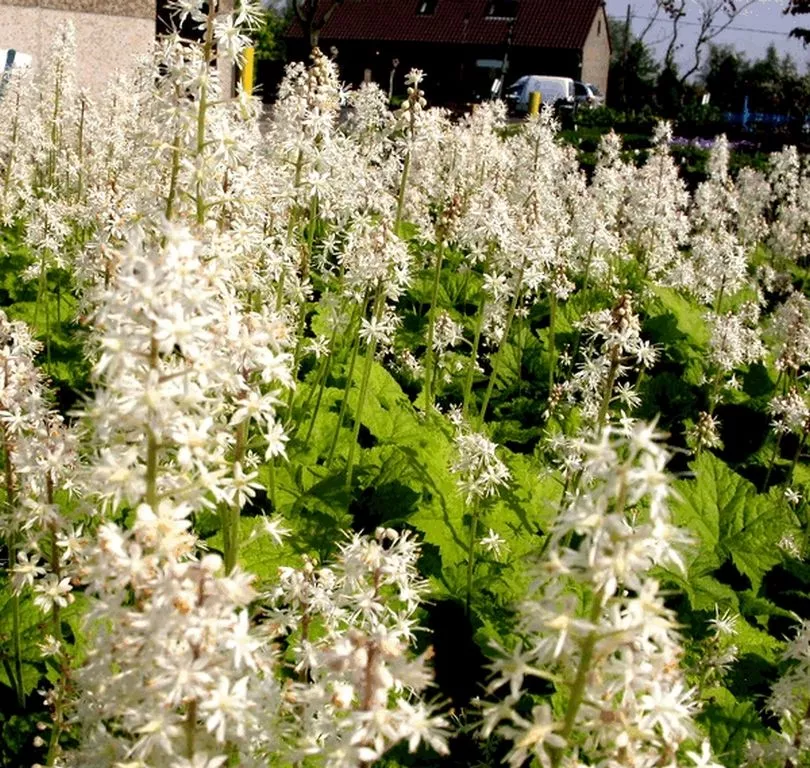 Tiarella cordifolia