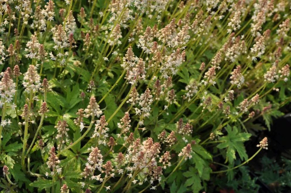 Tiarella cordifolia 'Moorgrun'