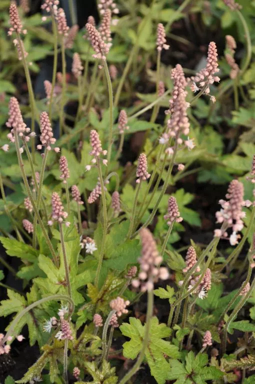 Tiarella cordifolia 'Pink Bouquet'