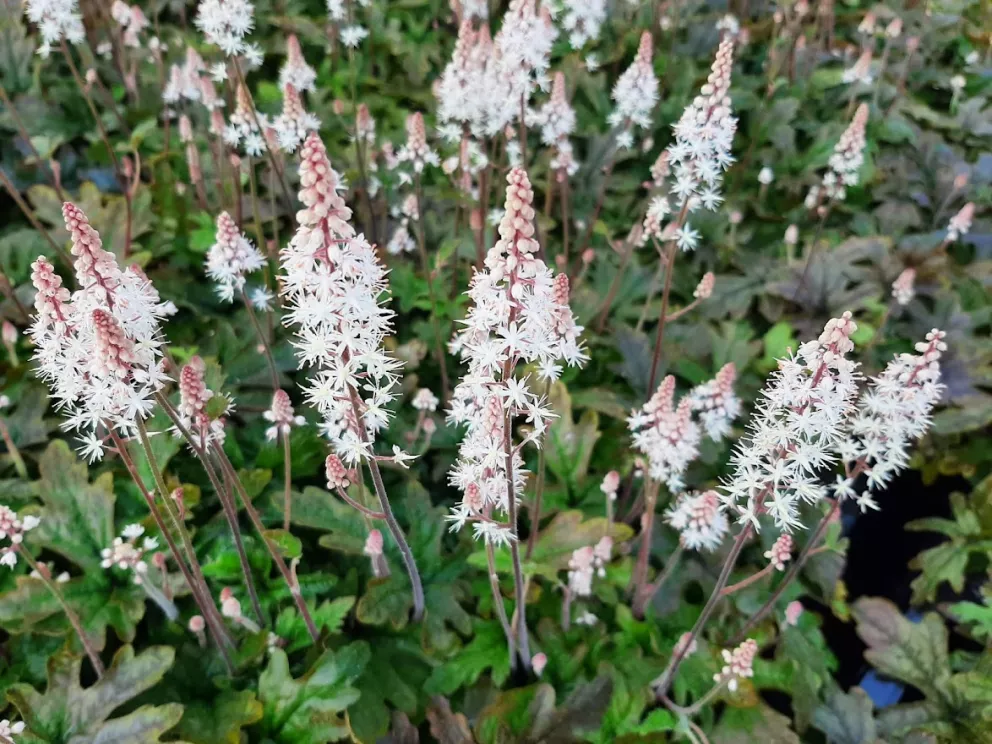Tiarella cordifolia 'Pink Skyrocket' ®