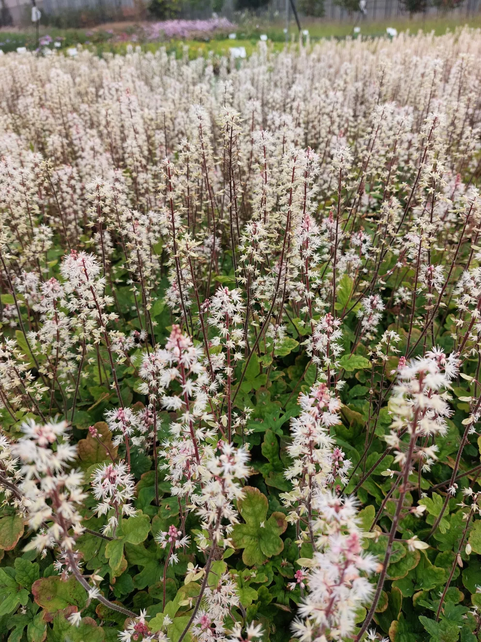 Tiarella cordifolia 'Spring Symphony' ®