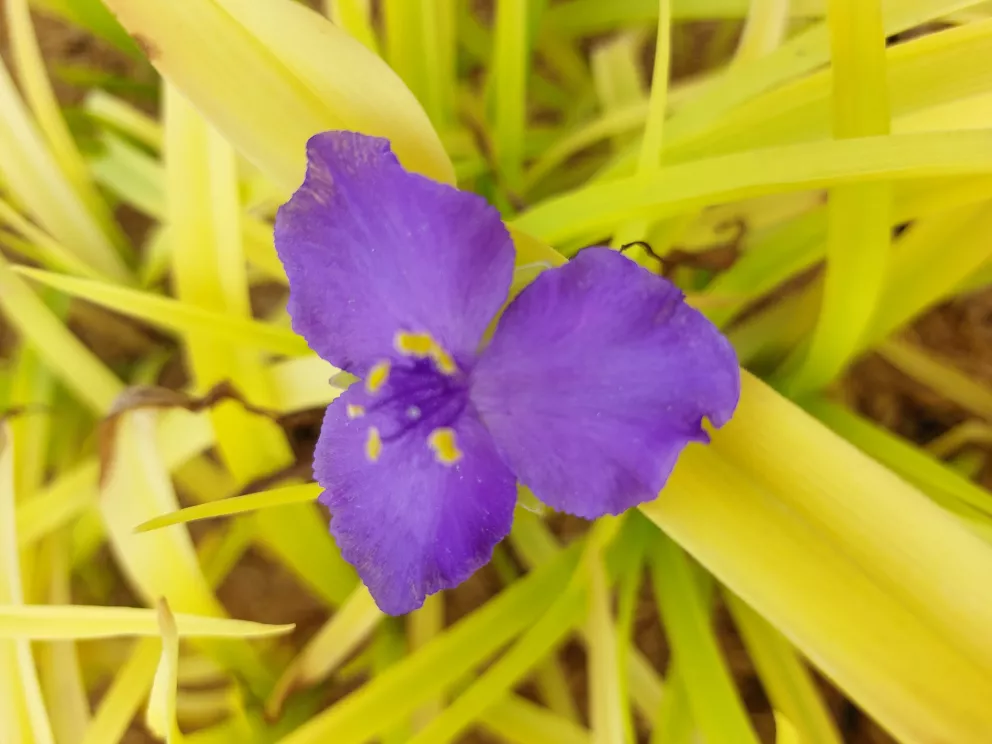 Tradescantia hybride 'Sweet Kate' ®