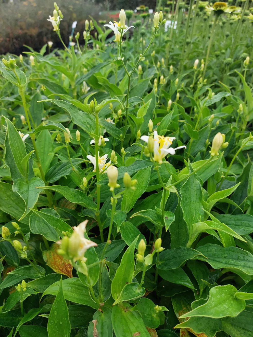 Tricyrtis hirta 'Alba'