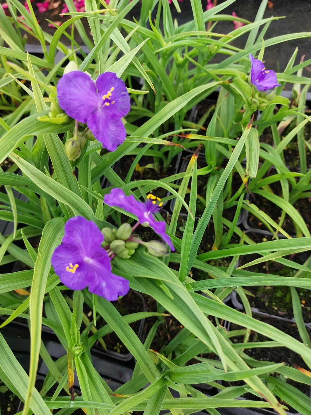 Tradescantia hybride 'Leonora'