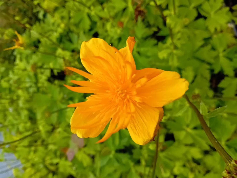 Trollius hybride 'Orange Triumphator'