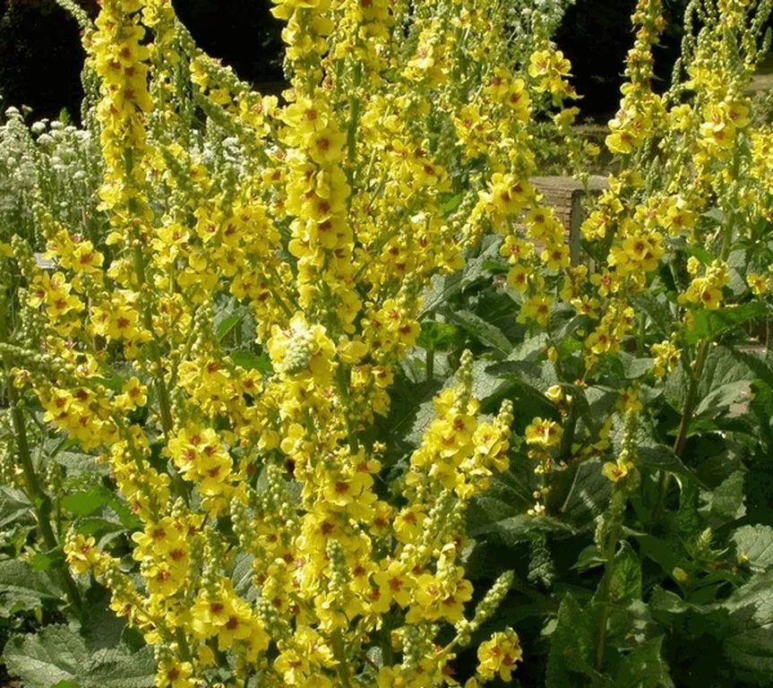 Verbascum nigrum