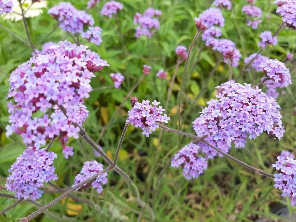 Verbena bonariensis 