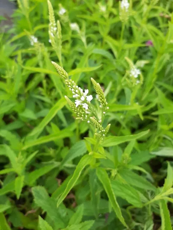 Verbena hastata 'White Spires'