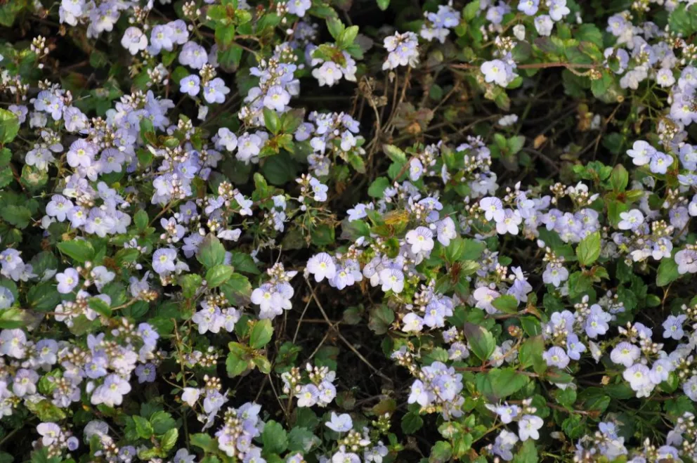 Veronica hybride 'Mad. Mercier'