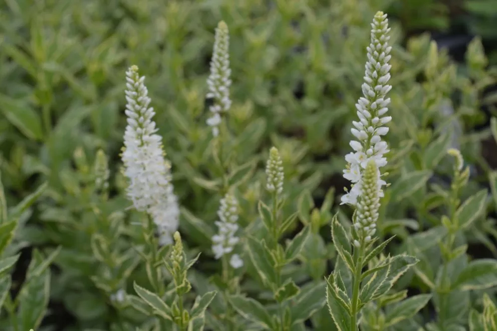 Veronica longifolia 'Charlotte' ®