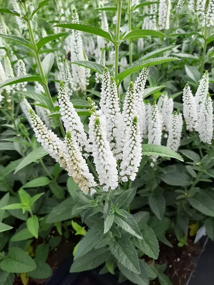 Veronica hybride 'First Lady'
