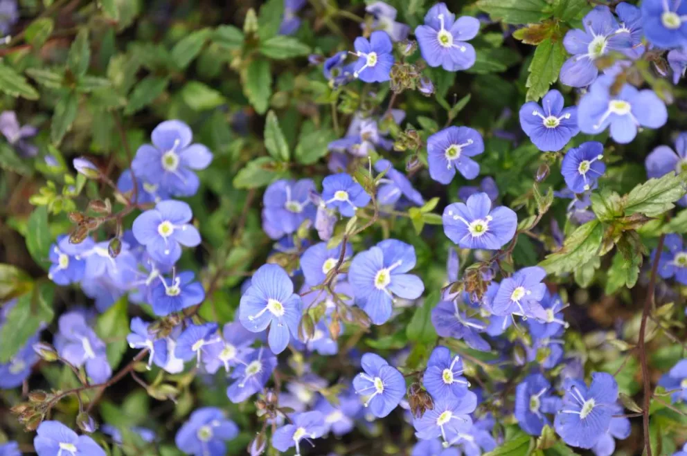 Veronica umbrosa 'Georgia Blue'