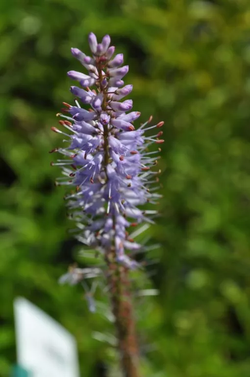 Veronicastrum virginicum 'Lavendelturm'