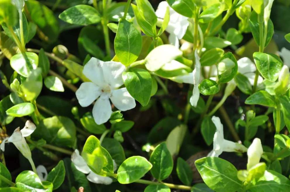 Vinca minor 'Alba'