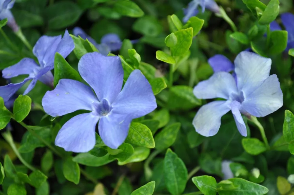 Vinca minor 'Anna' ®