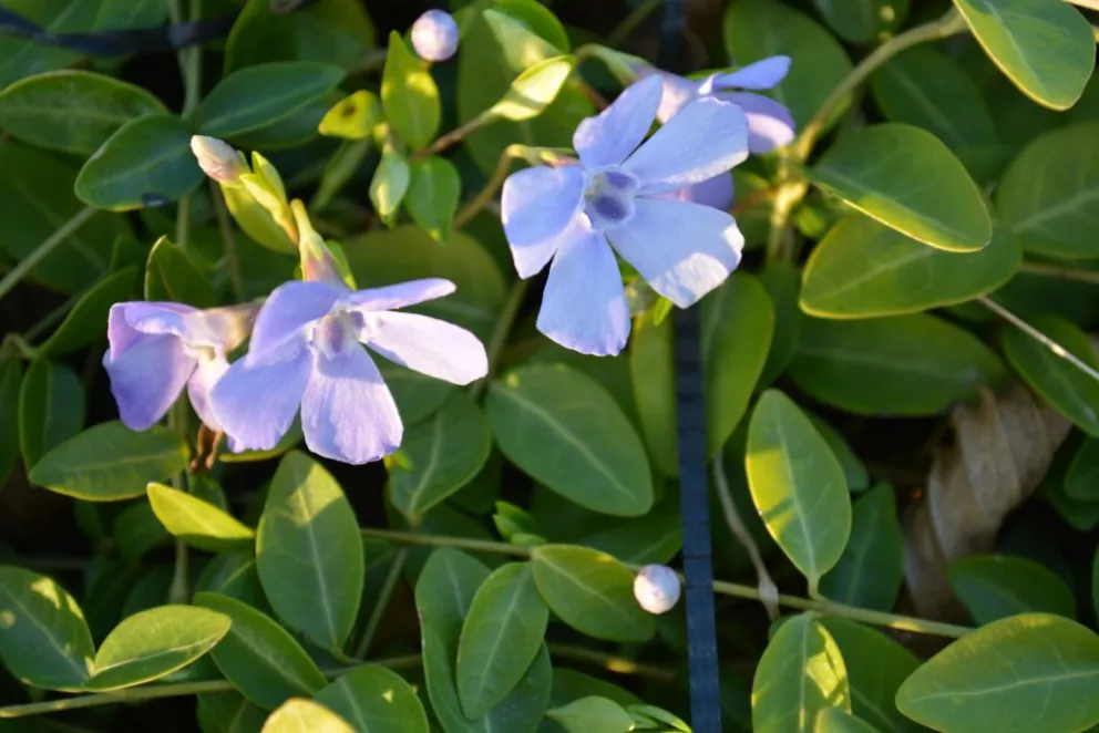 Vinca minor 'Josefine' ®