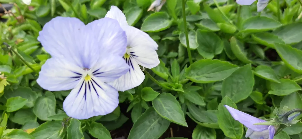 Viola cornuta 'Icy but Spicy'