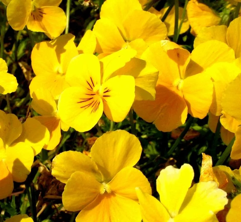 Viola cornuta 'Yellow Perfection'