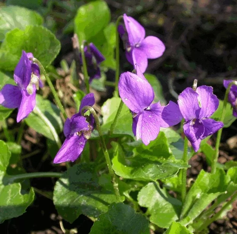 Viola odorata