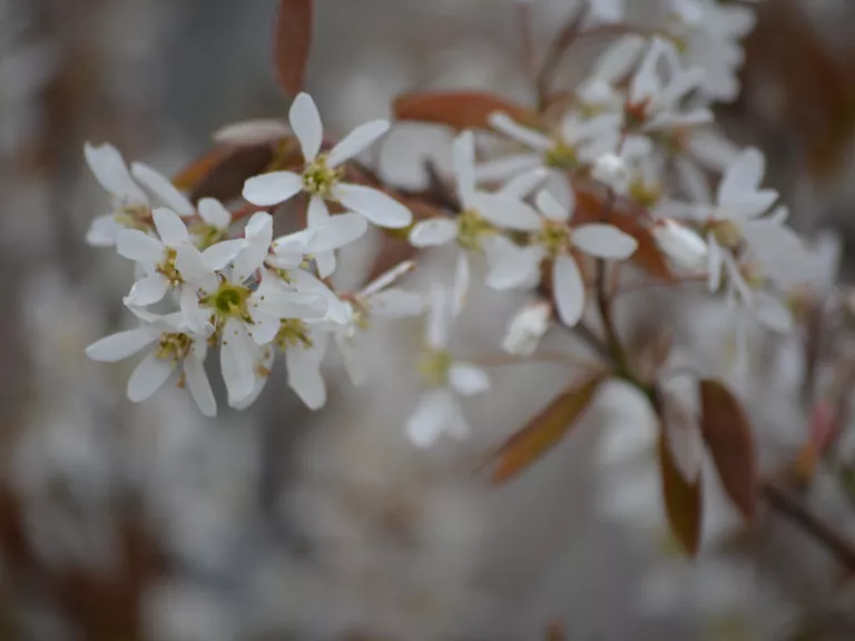 Amelanchier lamarckii MRST