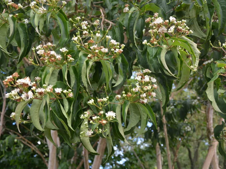 Heptacodium miconioides MRST