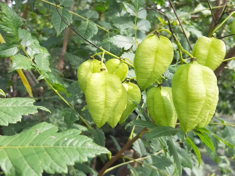 Koelreuteria paniculata MRST