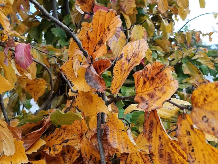 Parrotia persica MRST SOL