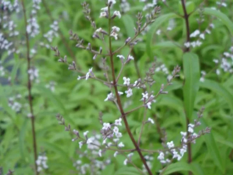 Aloysia triphylla  (syn. Lippia citriodora)