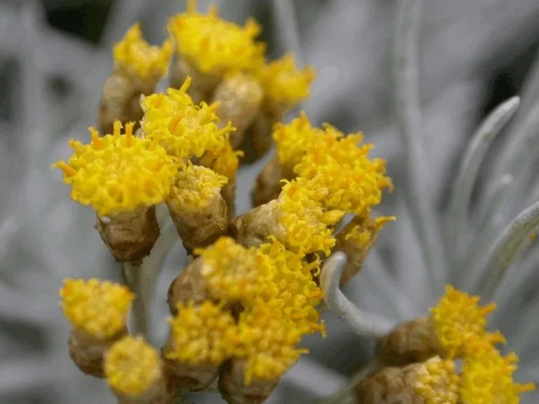 Helichrysum italicum