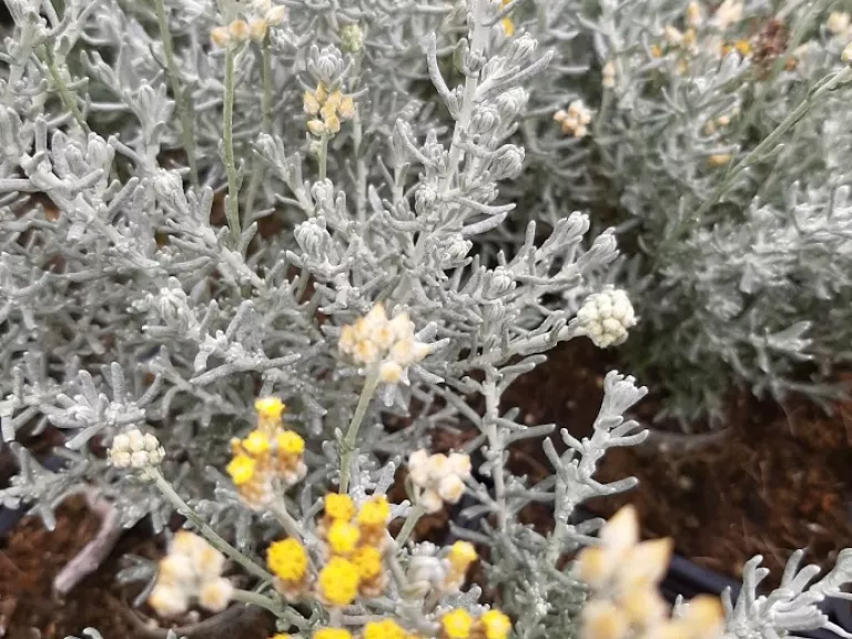 Helichrysum italicum 'Dwarf Curry'