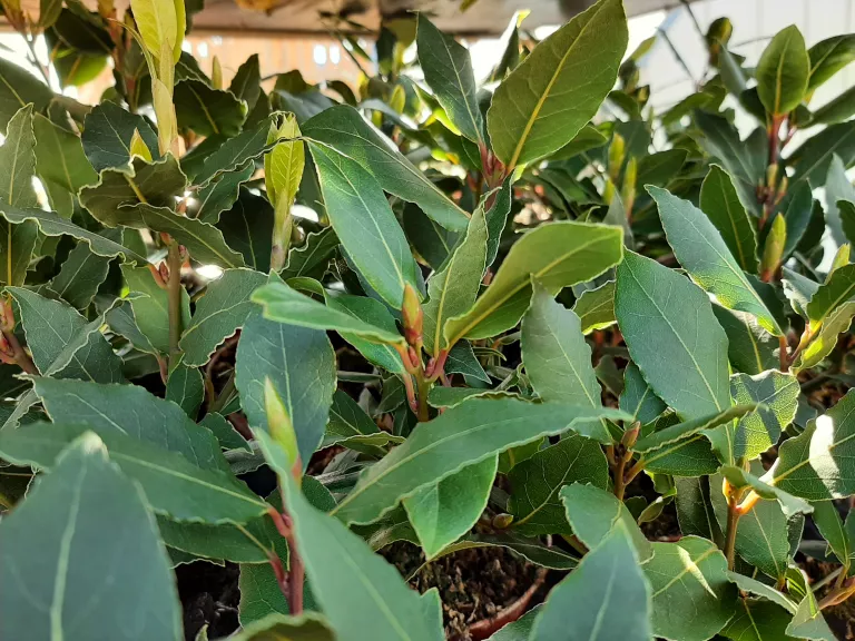 Laurus nobilis