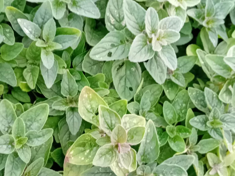 Origanum vulgare