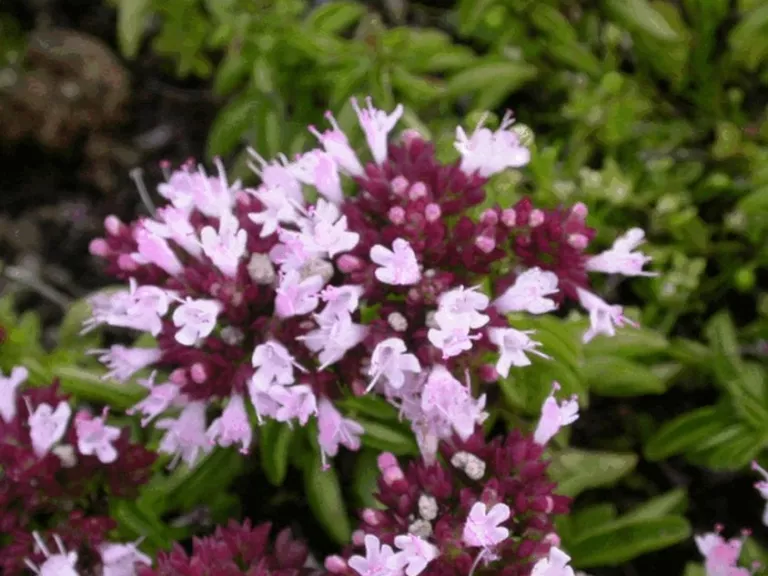Origanum vulgare 'Compactum'