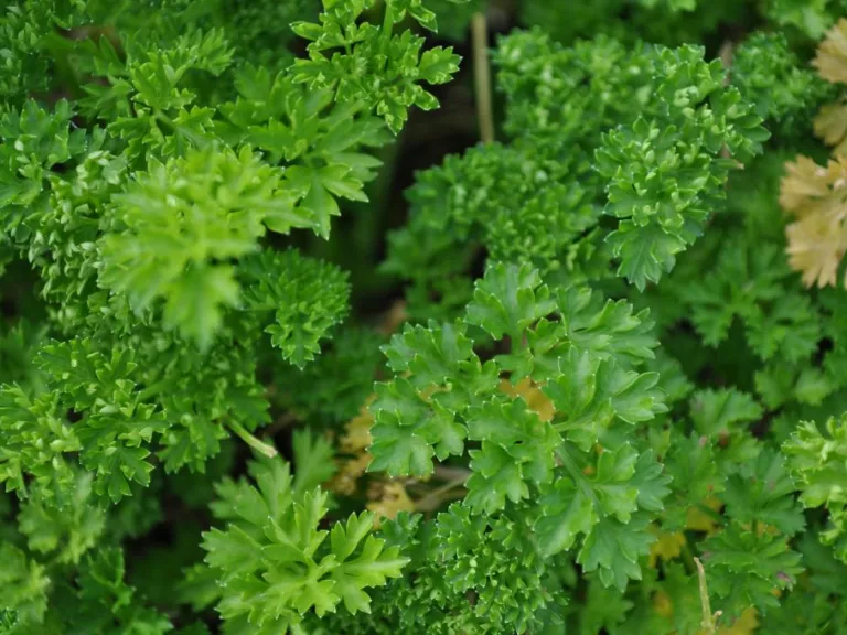 Petroselinum crispum