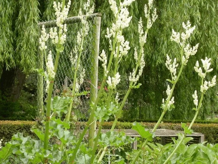 Rheum officinalis