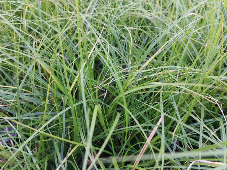 Carex lenta 'Osaka'