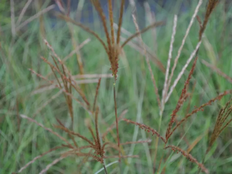 Miscanthus sinensis 'Adagio'