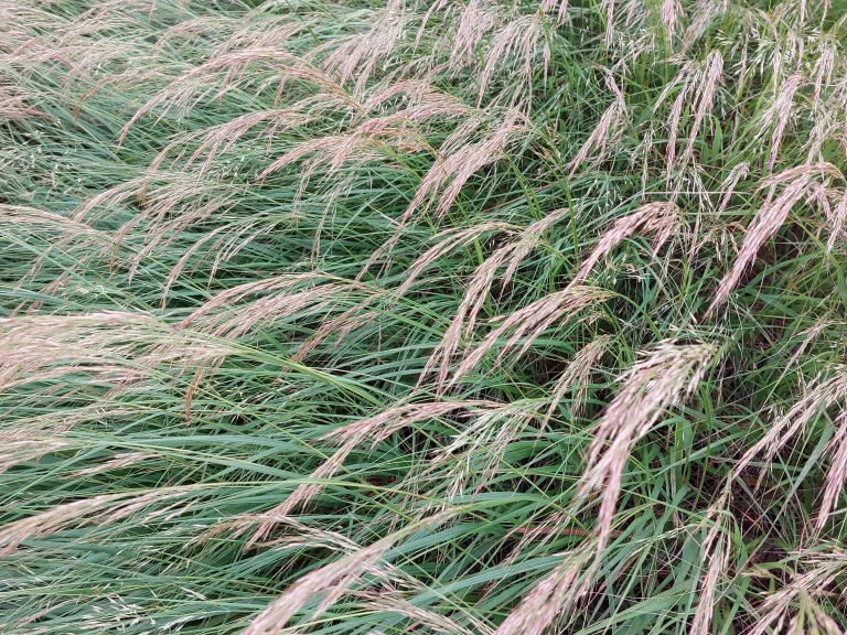 Achnatherum calamagrostis 'Algau'