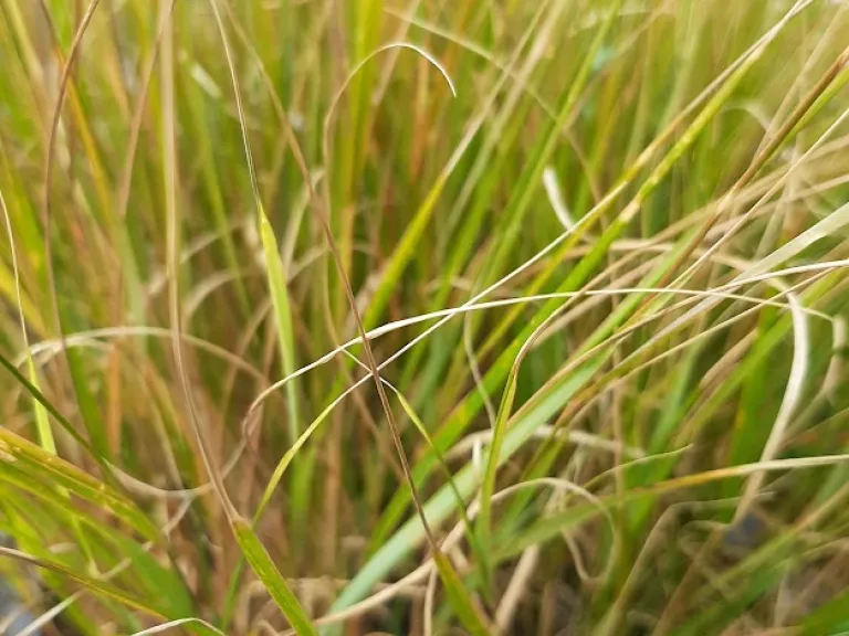 Anemanthele lessoniana (Calamagrostis/Stipa arundinacea)